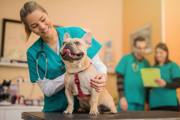 Easy and Trusted Online Veterinary Consultation for Your Animals online vet consultation